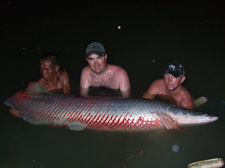 330lb Arapaima