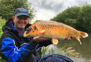 20lb River Koi