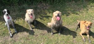 Dogs